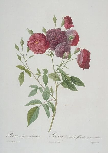 Rosa indica subviolacea, near-violet China rose