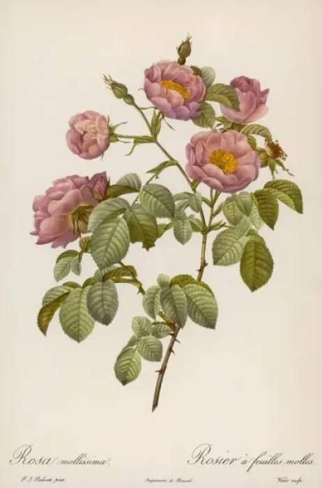Framed Print : Rosa Mollissima Framed Print : Rosa Mollissima