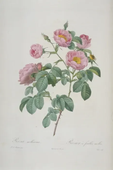 Framed Print : Rosa mollissima flore submultiplici, double soft-leaved rose Framed Print : Rosa mollissima flore submultiplici, double soft-leaved rose