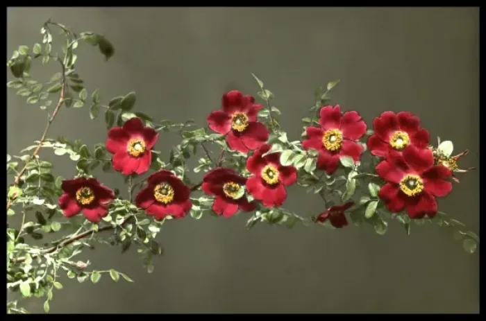 Framed Print : Rosa Moyesii (Geranium Rose) Framed Print : Rosa Moyesii (Geranium Rose)