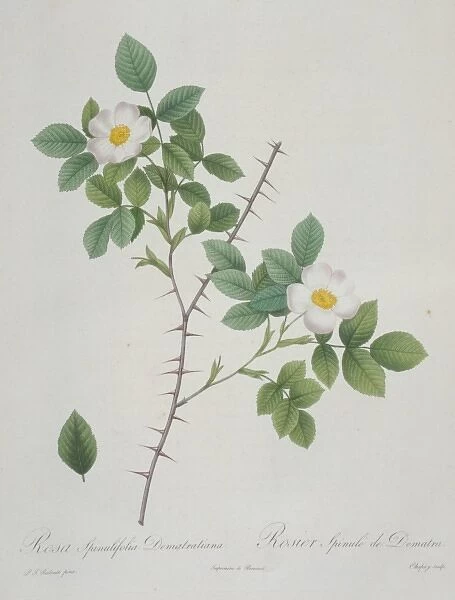 Rosa nivea, snow-white rose