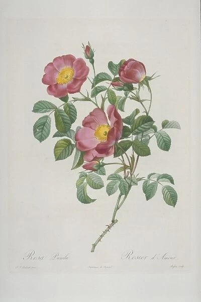 Rosa pumila, rose of love