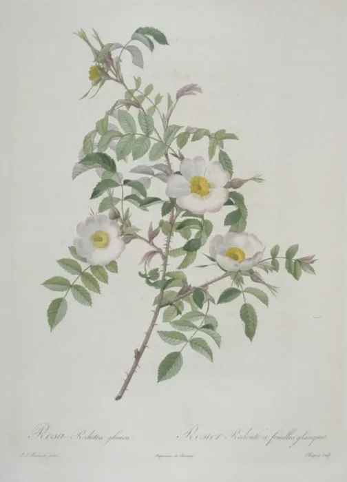 Framed Print : Rosa redutea glauca, red-leaved rose Framed Print : Rosa redutea glauca, red-leaved rose