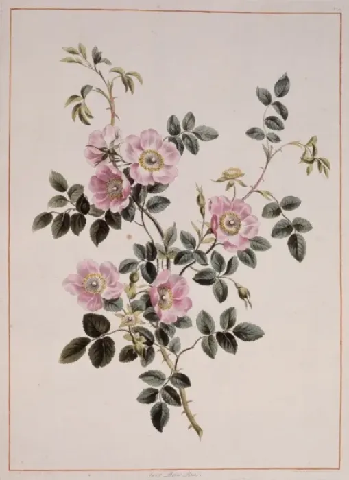 Framed Print : Rosa rubiginosa, sweet briar rose Framed Print : Rosa rubiginosa, sweet briar rose