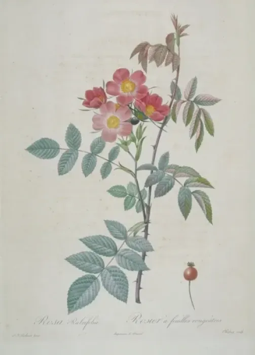 Framed Print : Rosa rubrifolia, red-leaved rose Framed Print : Rosa rubrifolia, red-leaved rose