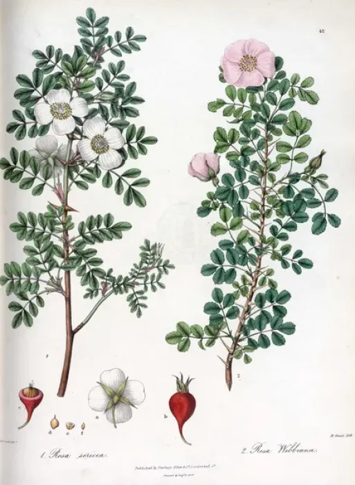 Framed Print : Rosa sericea and Rosa webbiana Framed Print : Rosa sericea and Rosa webbiana