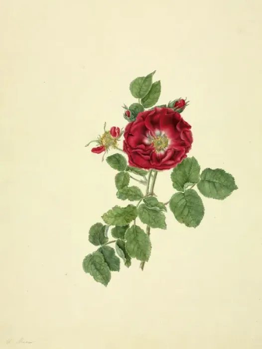Framed Print : Rosa sp. rose Framed Print : Rosa sp. rose