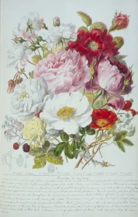 Framed Print : Rosa sp. rose Framed Print : Rosa sp. rose