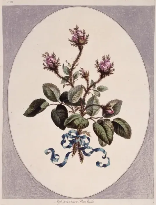 Framed Print : Rosa sp. rose Framed Print : Rosa sp. rose