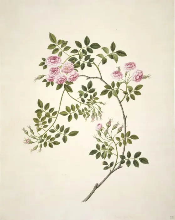 Framed Print : Rosa sp. rose Framed Print : Rosa sp. rose