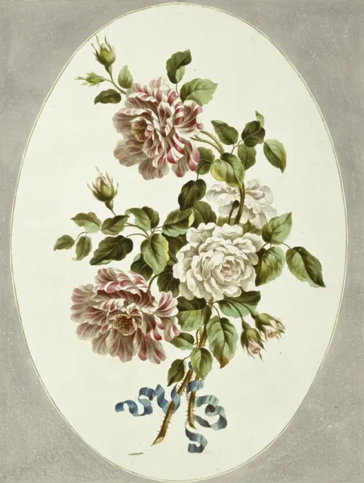Framed Print : Rosa sp. white and striped roses