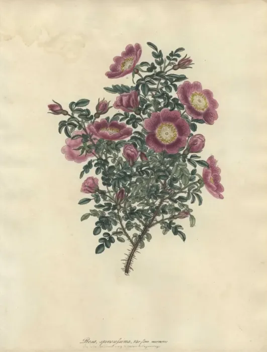 Framed Print : Rosa spinosissima, var flore marmorea Framed Print : Rosa spinosissima, var flore marmorea