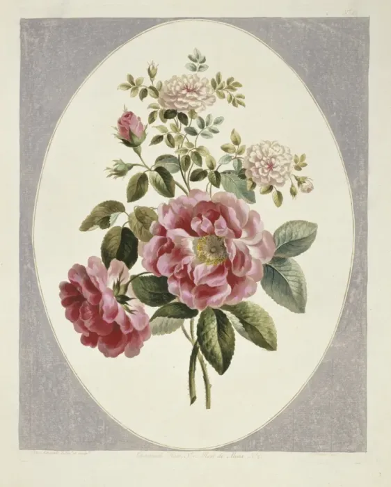 Framed Print : Rosa x damascena, damask rose Framed Print : Rosa x damascena, damask rose