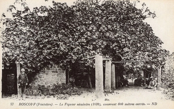 Roscoff, Finistere, Brittany, France - Ancient Fig Tree