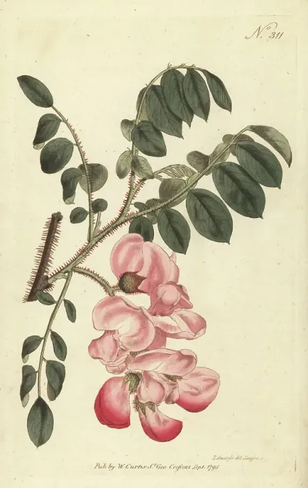 Framed Print : Rose acacia, Robinia hispida