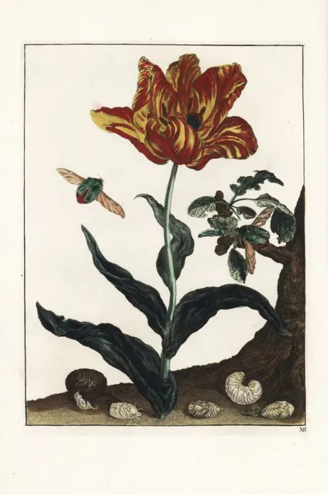 Framed Print : Rose beetle, Cetonia aurata, on a tulip Framed Print : Rose beetle, Cetonia aurata, on a tulip