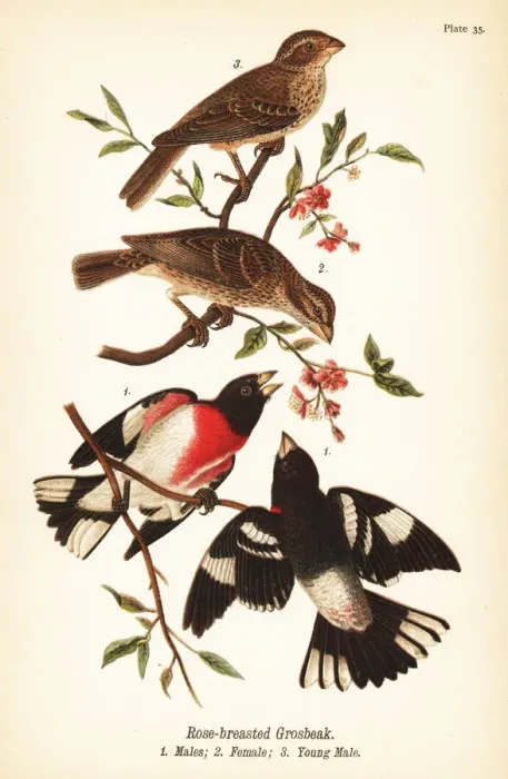 Framed Print : Rose-breasted grosbeak, Pheucticus ludovicianus Framed Print : Rose-breasted grosbeak, Pheucticus ludovicianus