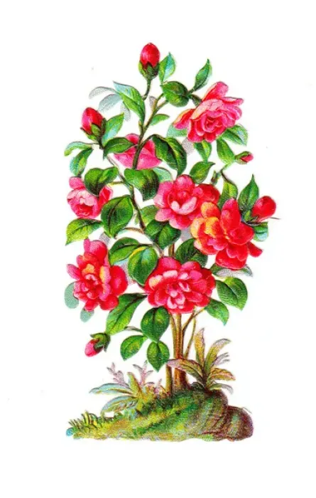 Framed Print : Rose bush on a Victorian scrap Framed Print : Rose bush on a Victorian scrap