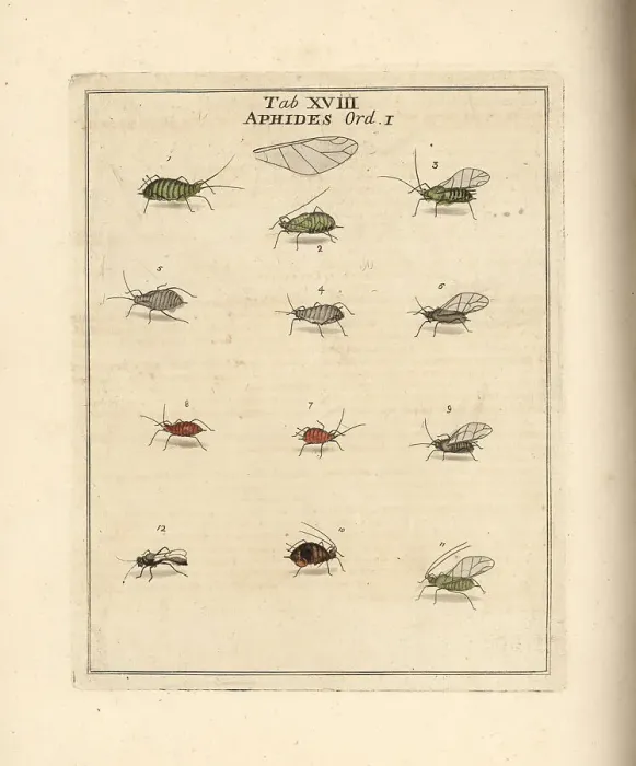 Framed Print : Rose, cabbage, mallow and pea aphids Framed Print : Rose, cabbage, mallow and pea aphids