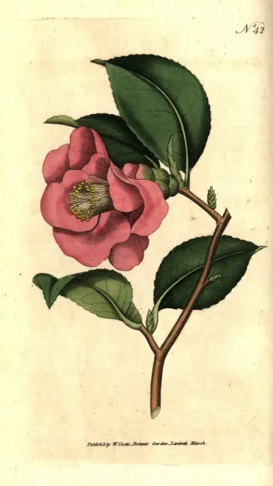 Framed Print : Rose camellia, Camellia japonica Framed Print : Rose camellia, Camellia japonica
