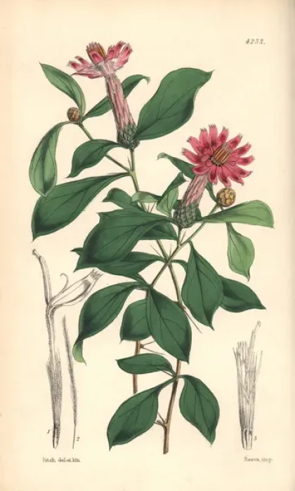 Framed Print : Rose-coloured barnadesia, Barnadesia rosea Framed Print : Rose-coloured barnadesia, Barnadesia rosea