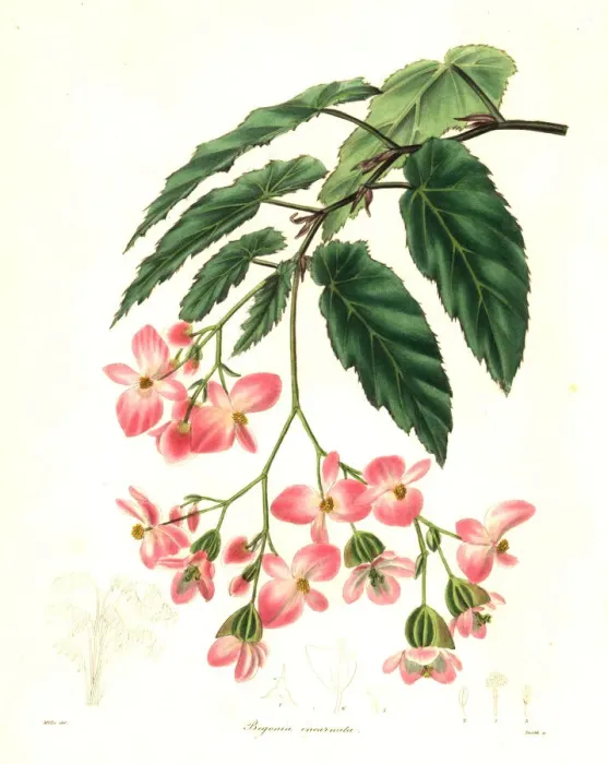 Framed Print : Rose-coloured begonia, Begonia incarnata Framed Print : Rose-coloured begonia, Begonia incarnata