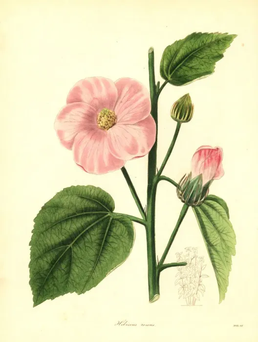 Framed Print : Rose-coloured flowered hibiscus, Hibiscus roseus Framed Print : Rose-coloured flowered hibiscus, Hibiscus roseus