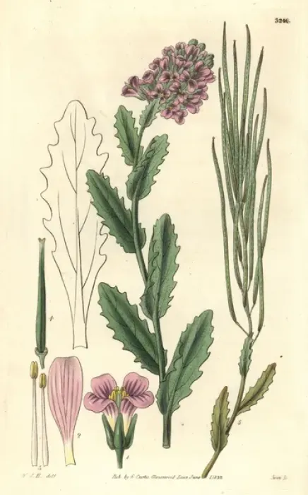 Framed Print : Rose-coloured rock-cress, Arabis rosea Framed Print : Rose-coloured rock-cress, Arabis rosea
