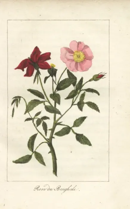 Framed Print : Rose du Bengale, Rosa indica Framed Print : Rose du Bengale, Rosa indica