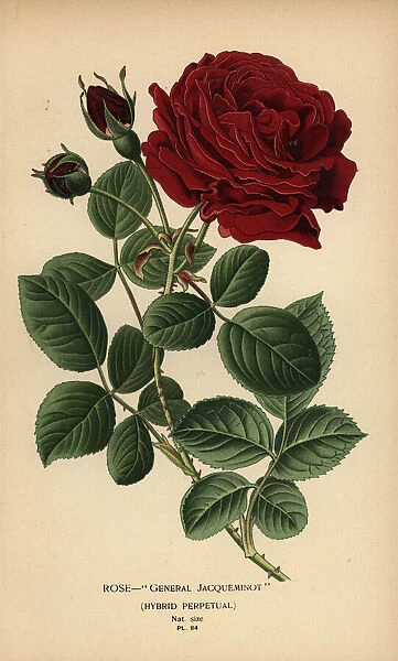 Rose General Jacqueminot, hybrid perpetual