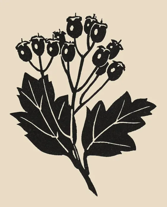 Framed Print : Rose Hips. Lino cut of rose hips pattern. Artist: Anon. Date: 1930s Framed Print : Rose Hips. Lino cut of rose hips pattern. Artist: Anon. Date: 1930s