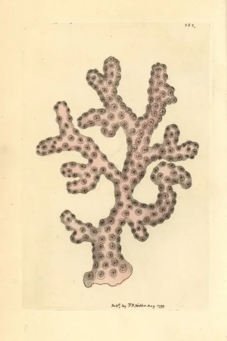 Framed Print : Rose lace coral, Stylaster roseus Framed Print : Rose lace coral, Stylaster roseus