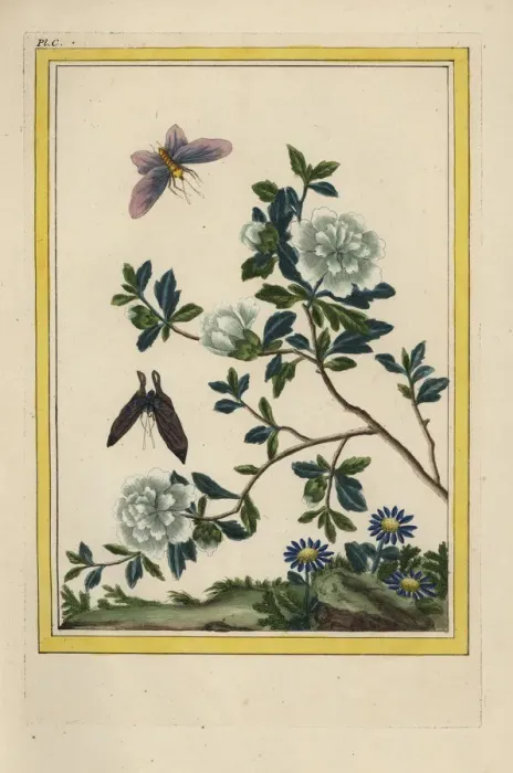 Framed Print : Rose mallow, Hibiscus syriacus Framed Print : Rose mallow, Hibiscus syriacus