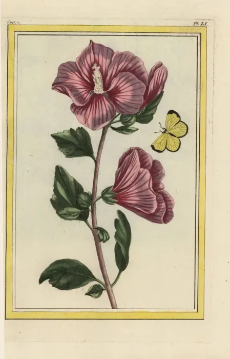 Framed Print : Rose mallow, Hibiscus syriacus Framed Print : Rose mallow, Hibiscus syriacus