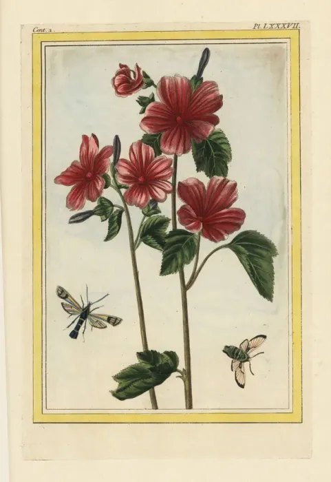 Framed Print : Rose mallow, Lavatera or Malva species Framed Print : Rose mallow, Lavatera or Malva species