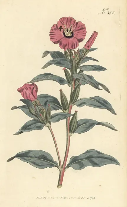 Framed Print : Rose of Mexico, Oenothera rosea Framed Print : Rose of Mexico, Oenothera rosea