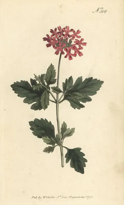 Framed Print : Rose mock vervain, Verbena canadensis Framed Print : Rose mock vervain, Verbena canadensis