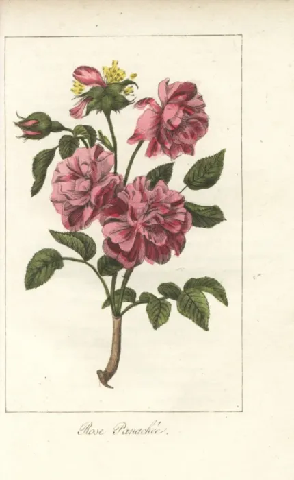 Framed Print : Rose panachee, pink and crimson rose
