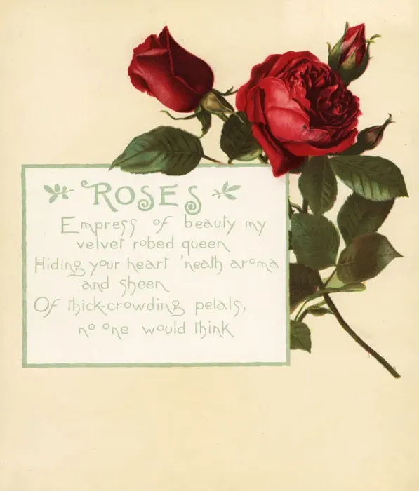Framed Print : Rose, Rosa centifolia, and calligraphic poem