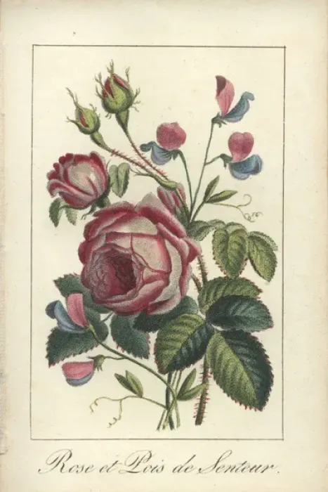 Framed Print : Rose and sweet pea Framed Print : Rose and sweet pea