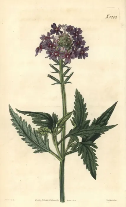 Framed Print : Rose vervain, Glandularia canadensis Framed Print : Rose vervain, Glandularia canadensis