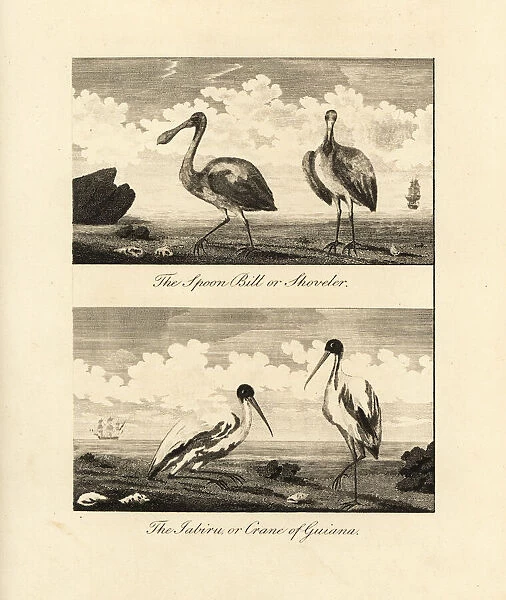 Roseate spoonbill and American wood ibis