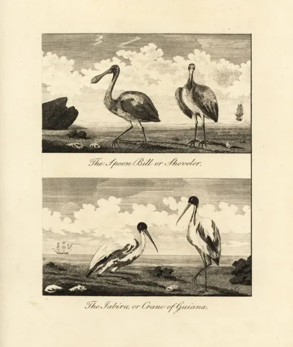 Framed Print : Roseate spoonbill and American wood ibis Framed Print : Roseate spoonbill and American wood ibis