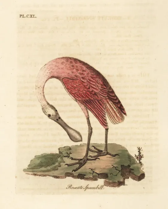 Framed Print : Roseate spoonbill, Platalea ajaja Framed Print : Roseate spoonbill, Platalea ajaja