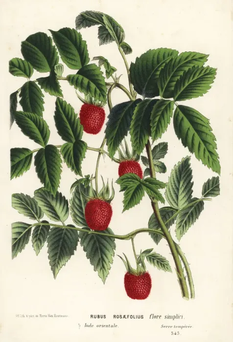 Framed Print : Roseleaf bramble or West Indian raspberry, Rubus rosifolius Framed Print : Roseleaf bramble or West Indian raspberry, Rubus rosifolius