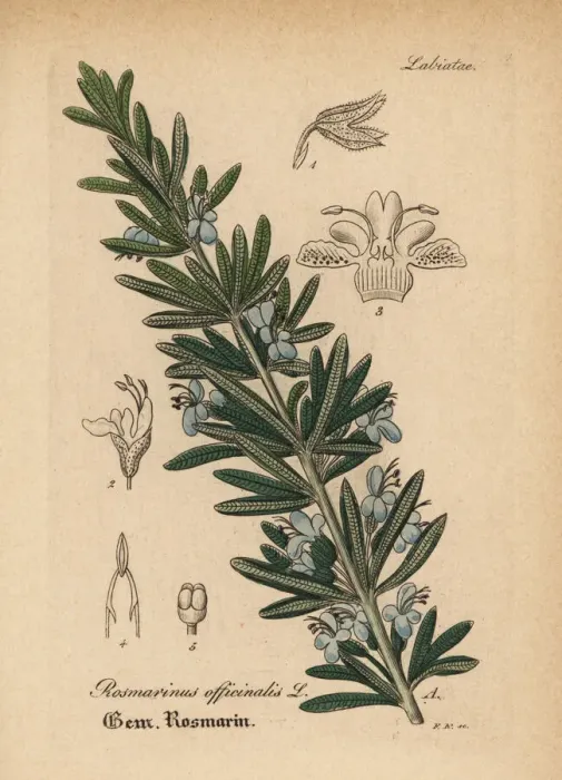Framed Print : Rosemary, Rosmarinus officinalis Framed Print : Rosemary, Rosmarinus officinalis