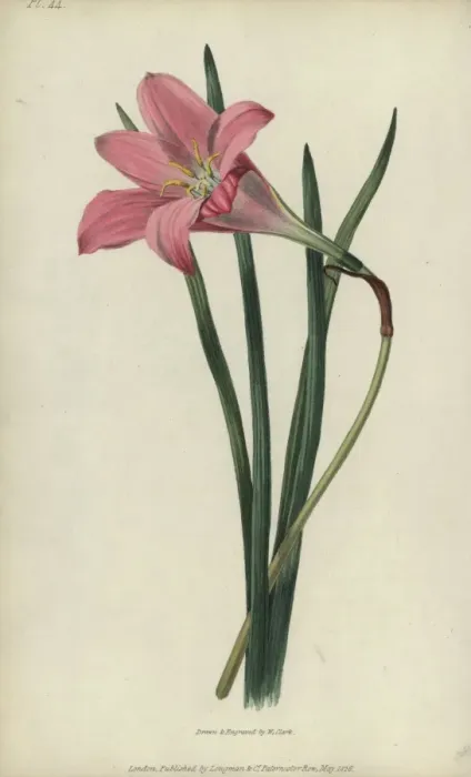 Framed Print : Rosepink zephyr lily or pink rain lily, Zephyranthes Framed Print : Rosepink zephyr lily or pink rain lily, Zephyranthes