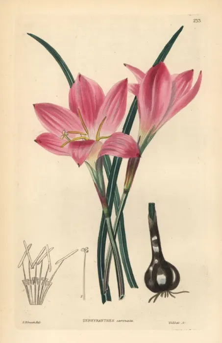 Framed Print : Rosepink zephyr lily or pink rain lily, Zephyranthes Framed Print : Rosepink zephyr lily or pink rain lily, Zephyranthes