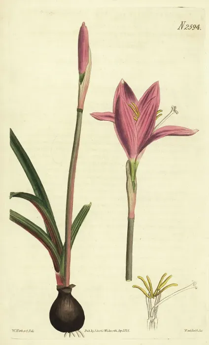 Framed Print : Rosepink zephyr lily, Zephyranthes carinata Framed Print : Rosepink zephyr lily, Zephyranthes carinata