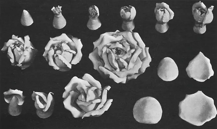 Framed Print : Roses modelled in Marzipan Framed Print : Roses modelled in Marzipan